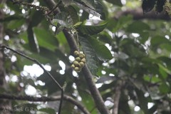 Paracroton pendulus subsp. zeylanicus